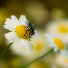 Fly on Flower