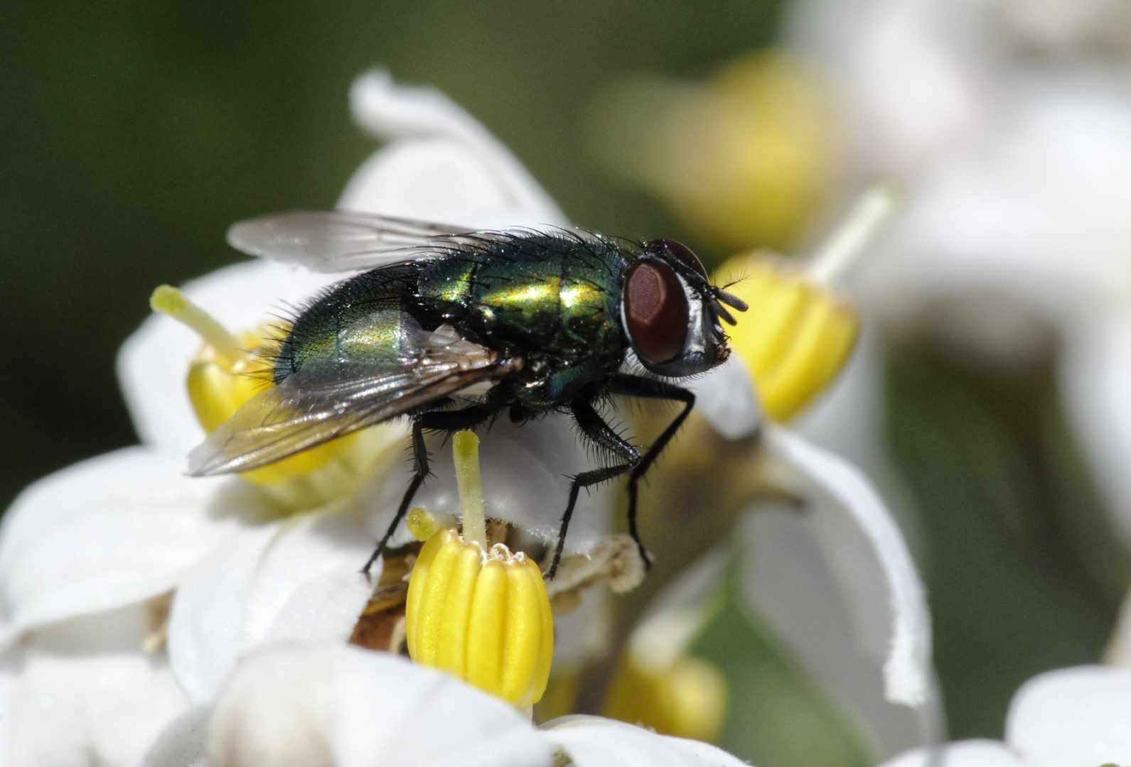 fly on flower