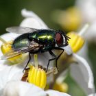 fly on flower