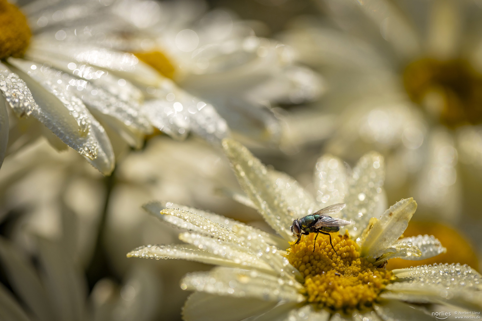 fly on flower