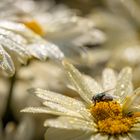 fly on flower