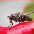 Fly on Fuschia.