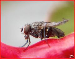 Fly on Fuschia.