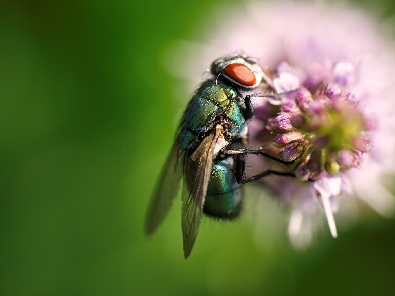 Fly on mint flower /Fliege auf Pfefferminzblüte Foto & Bild animals