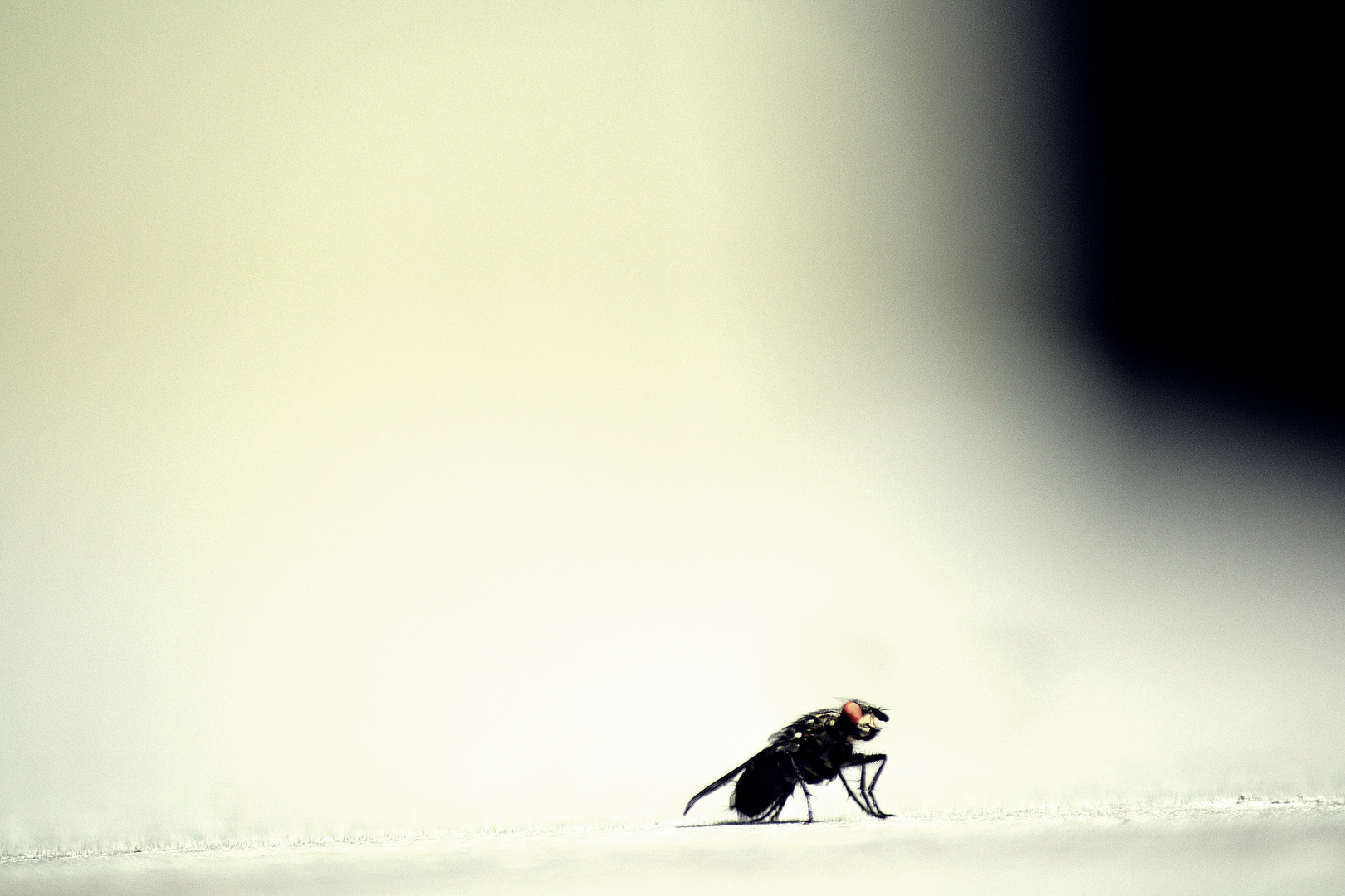 Fly on my Balcony