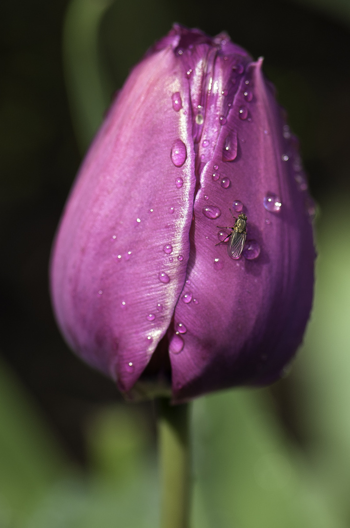 Fly on my Tulip