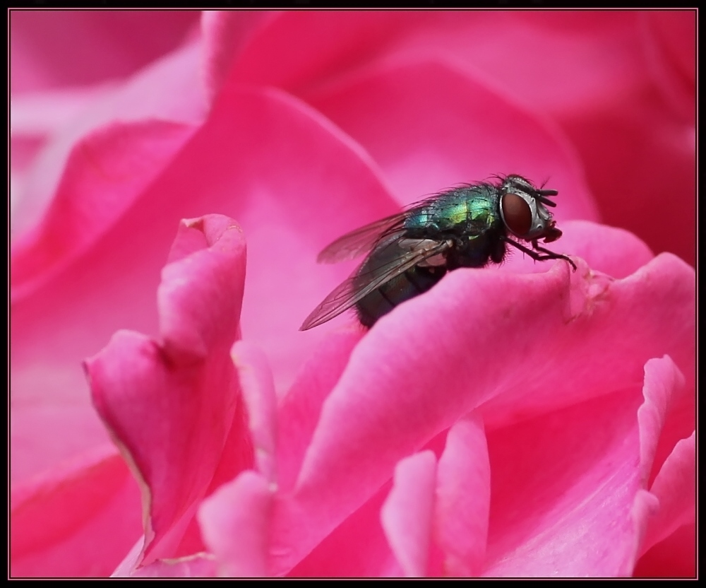 ... fly on pink ...