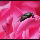 ... fly on pink ...