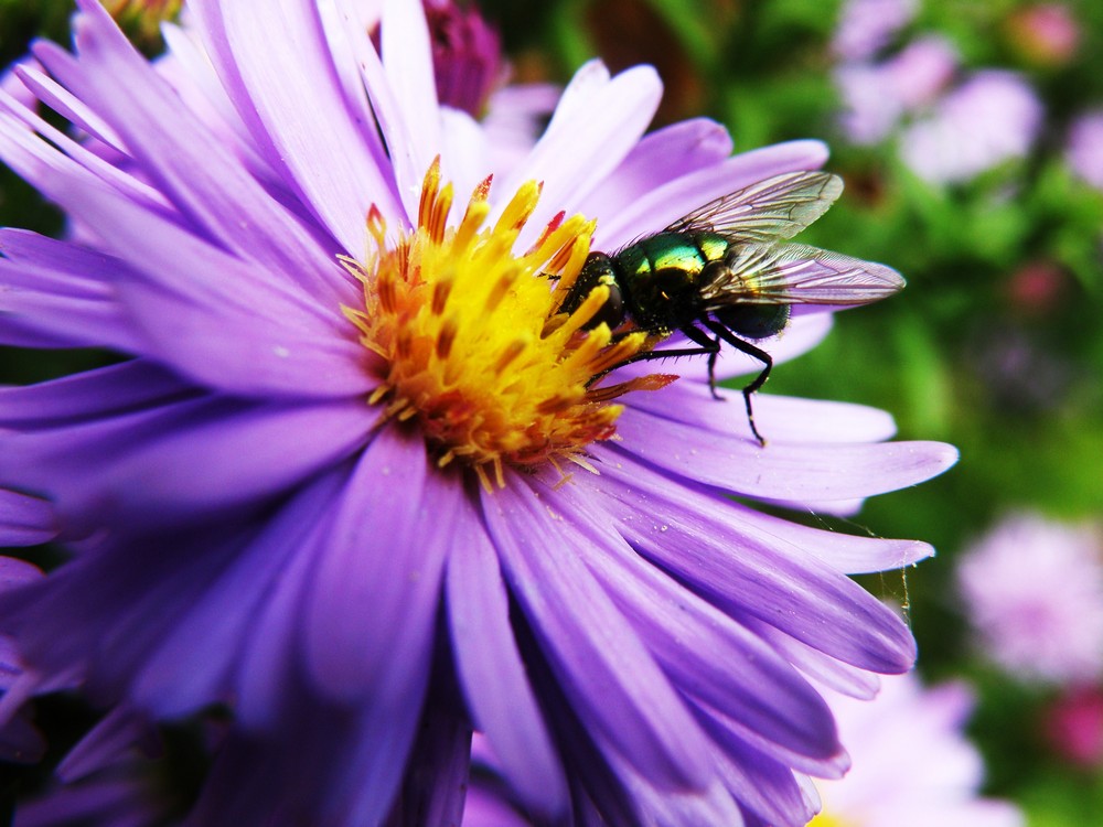 fly on purple flower