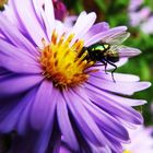 fly on purple flower