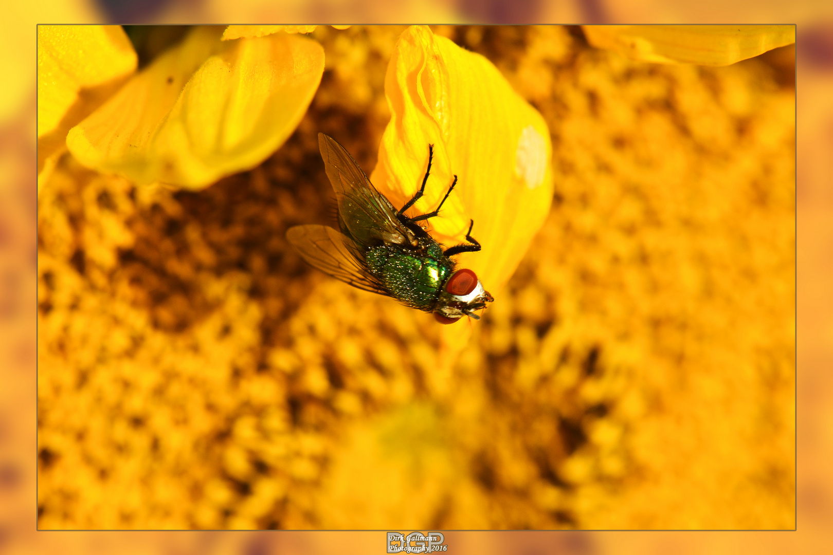 Fly on sunflower