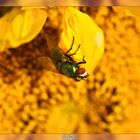 Fly on sunflower