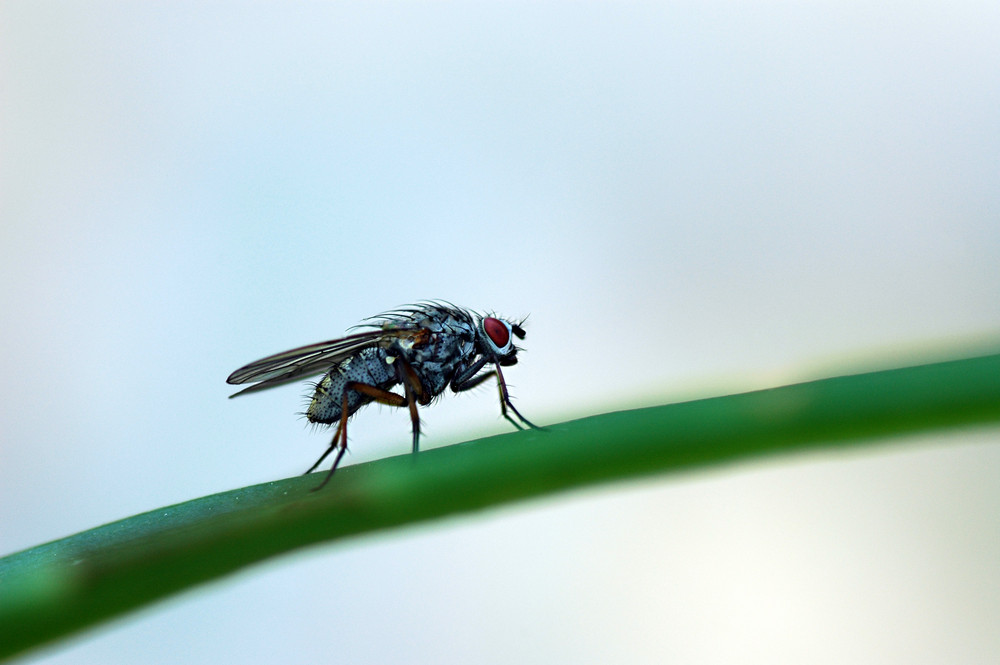 Fly on the bridge