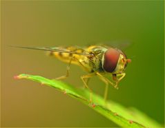 Fly on the catwalk