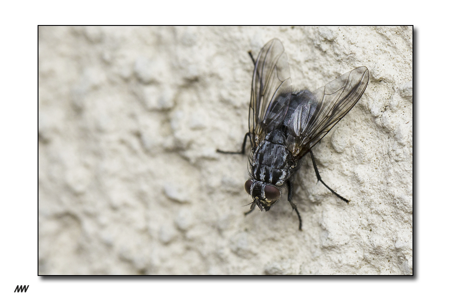 FLY ON THE WALL