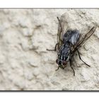 FLY ON THE WALL