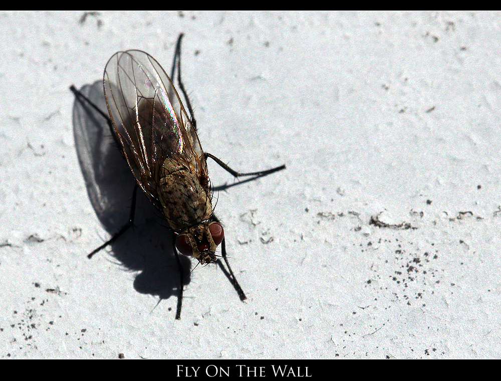 Fly On The Wall