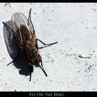 Fly On The Wall