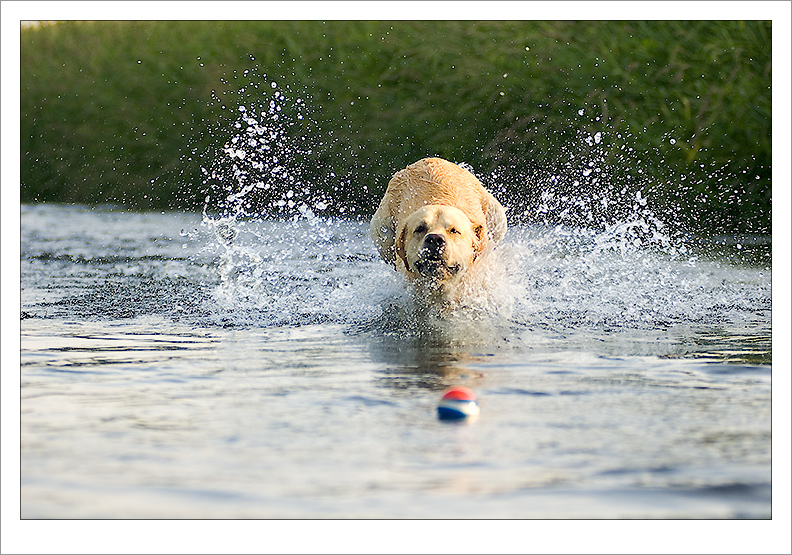 fly on the water