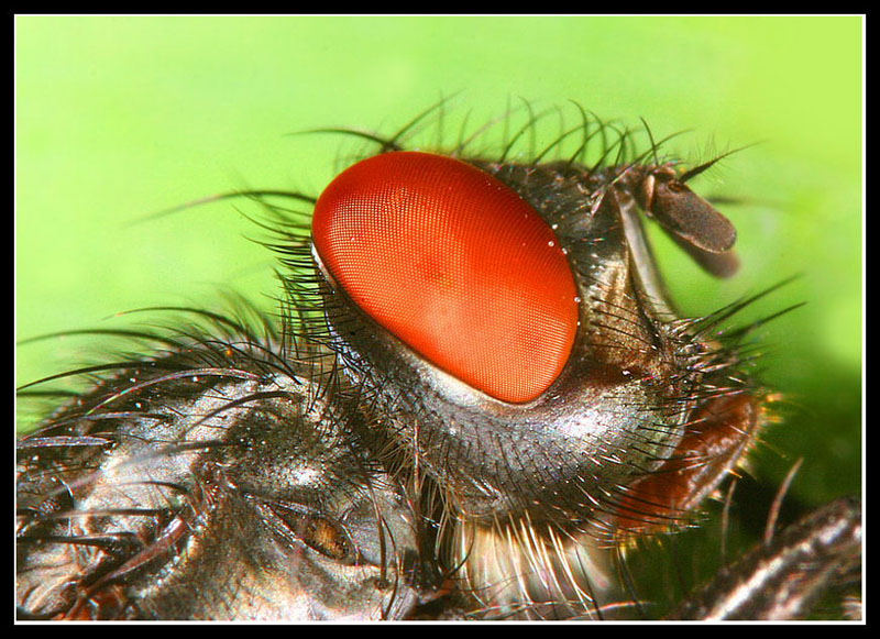 Fly Portrait