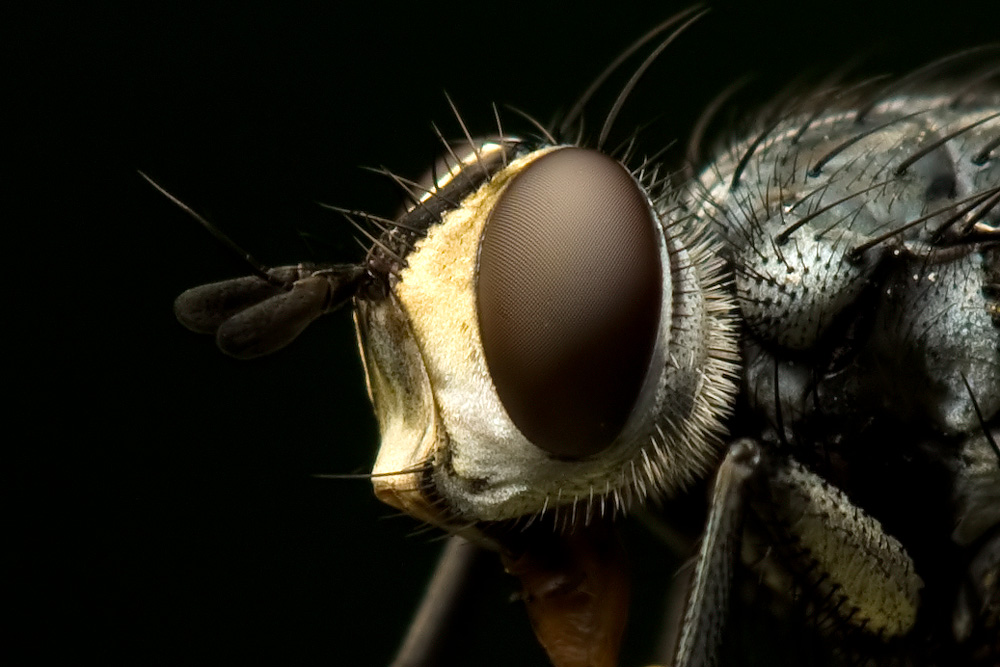 Fly Portrait