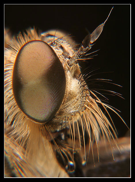 Fly Portrait1