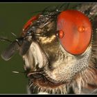 Fly Portrait1