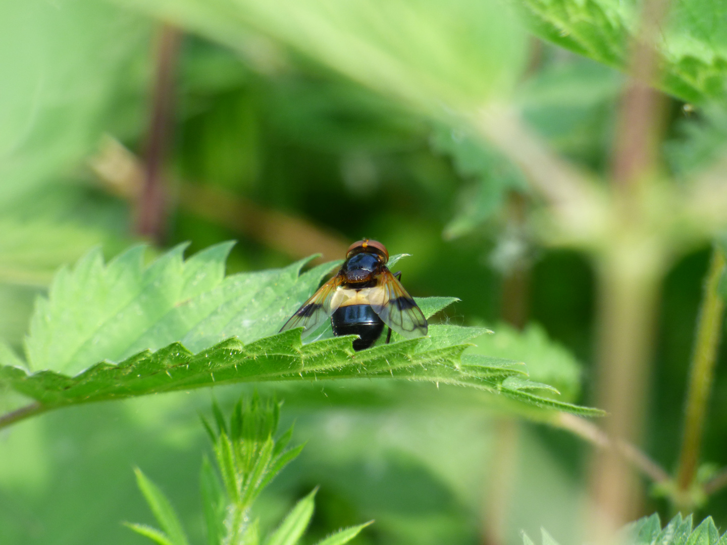 Fly pretending to be a bee