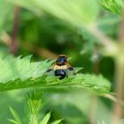 Fly pretending to be a bee