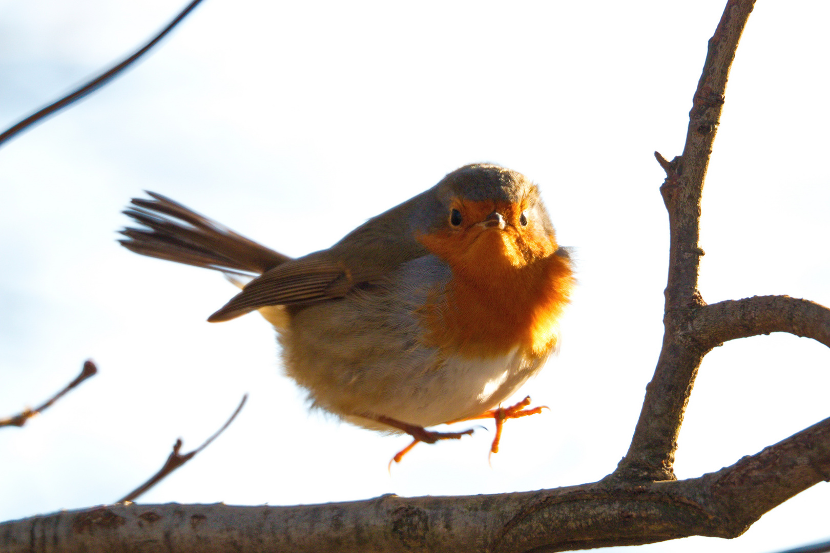 ... fly, robin fly...