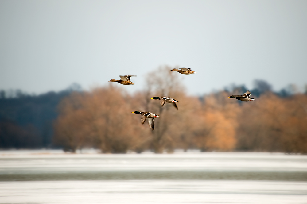 fly study ducks