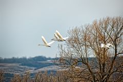 fly study swans