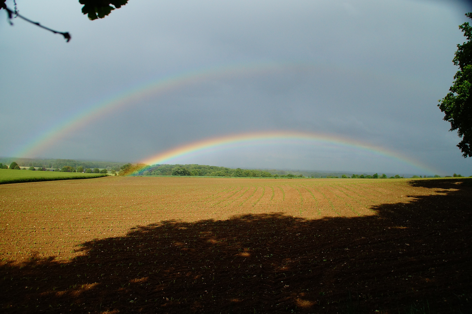 Fly to the rainbow