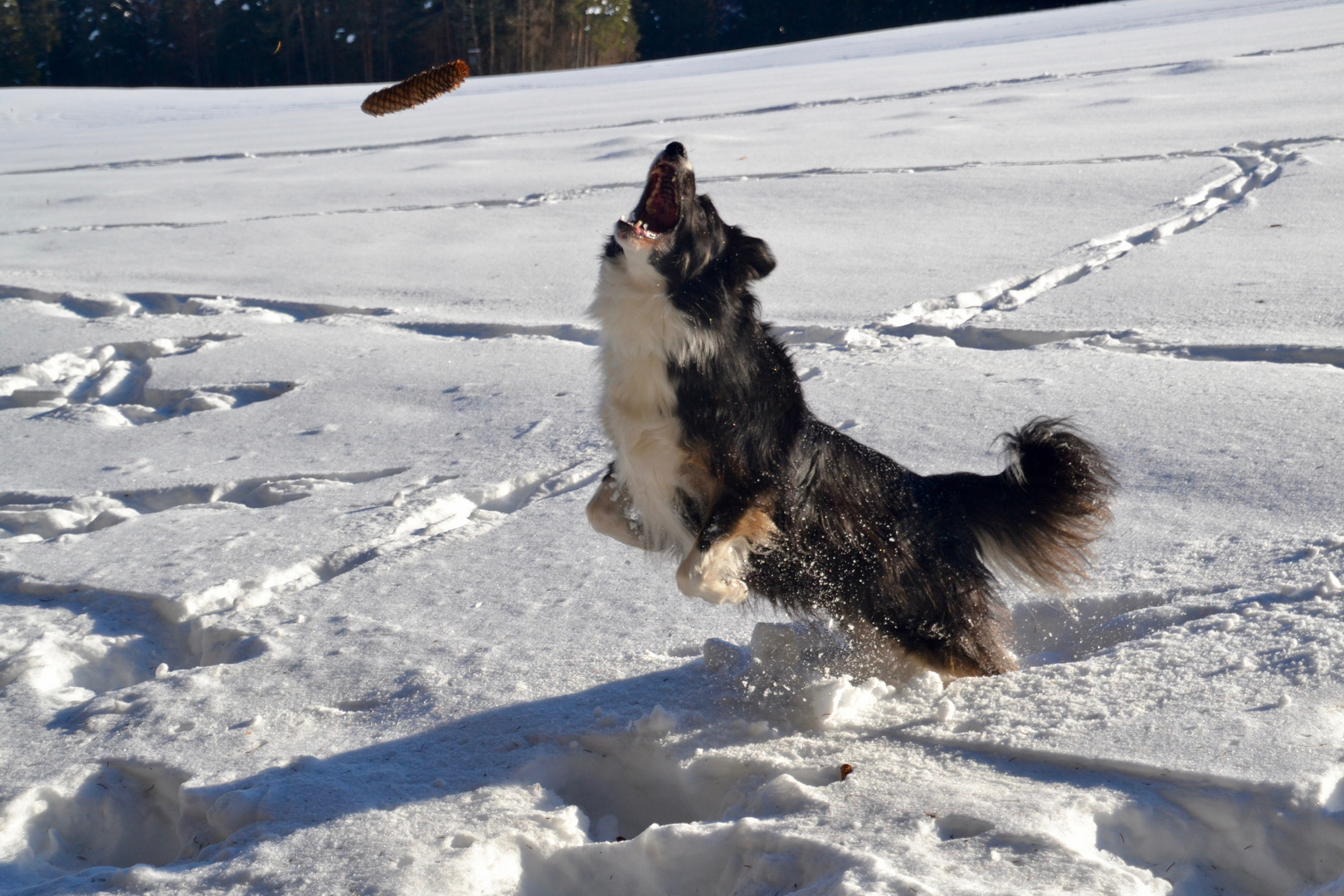 Fly und der Tannenzapfen