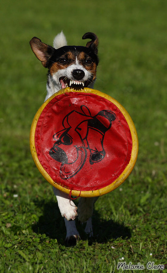 Fly und die Frisbee