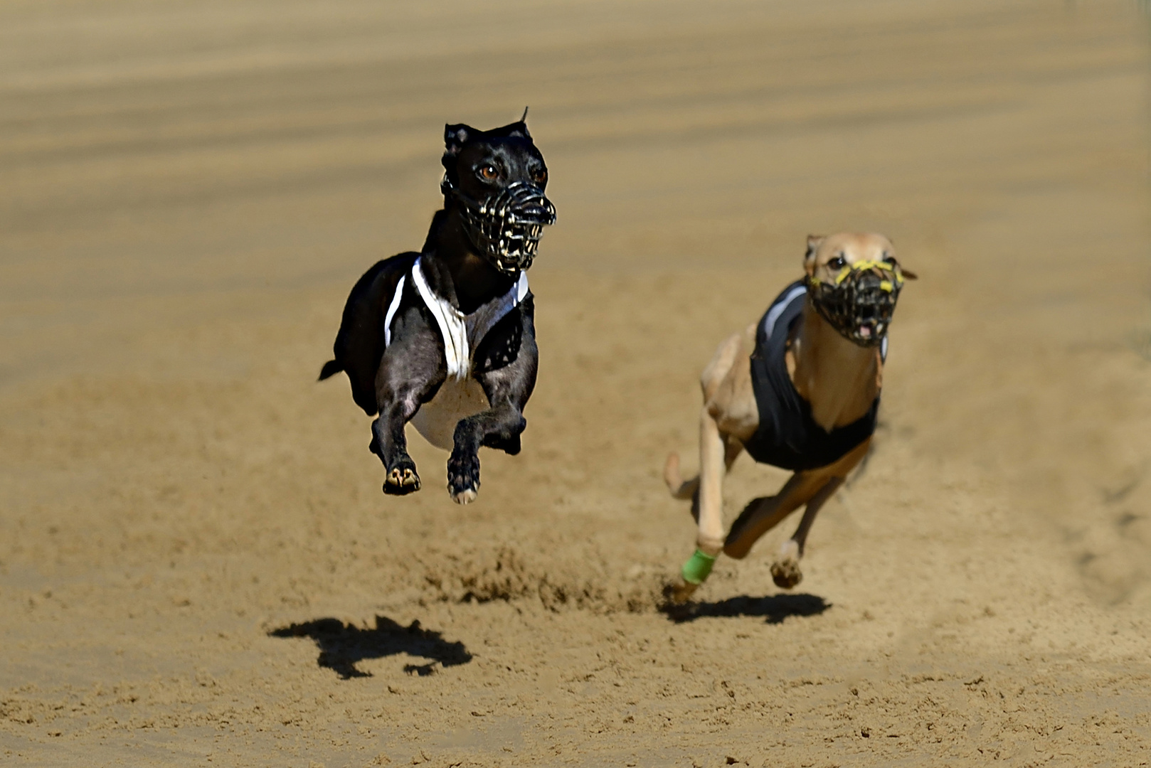 Fly Whippet fly