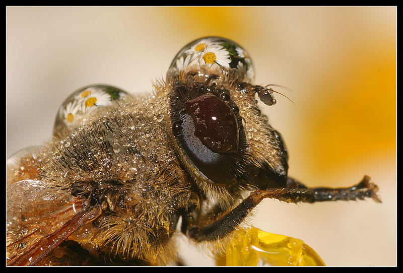 Fly with Flowers