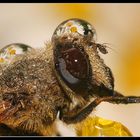 Fly with Flowers