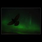 Fly With the Norhern Lights