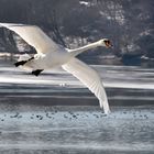 flyback swans 2
