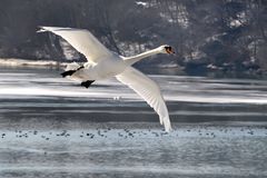 flyback swans 2