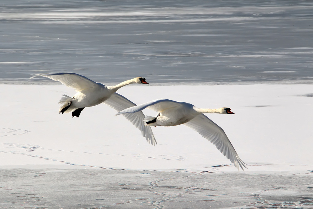 flyback swans 3