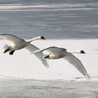 flyback swans 3