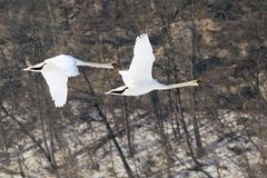 flyback swans 4
