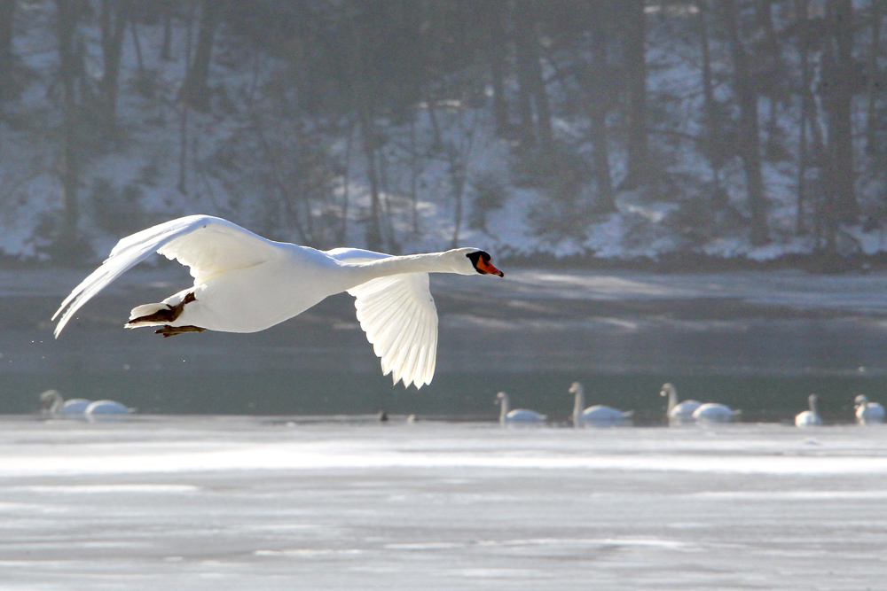 flyback swans1
