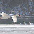 flyback swans1