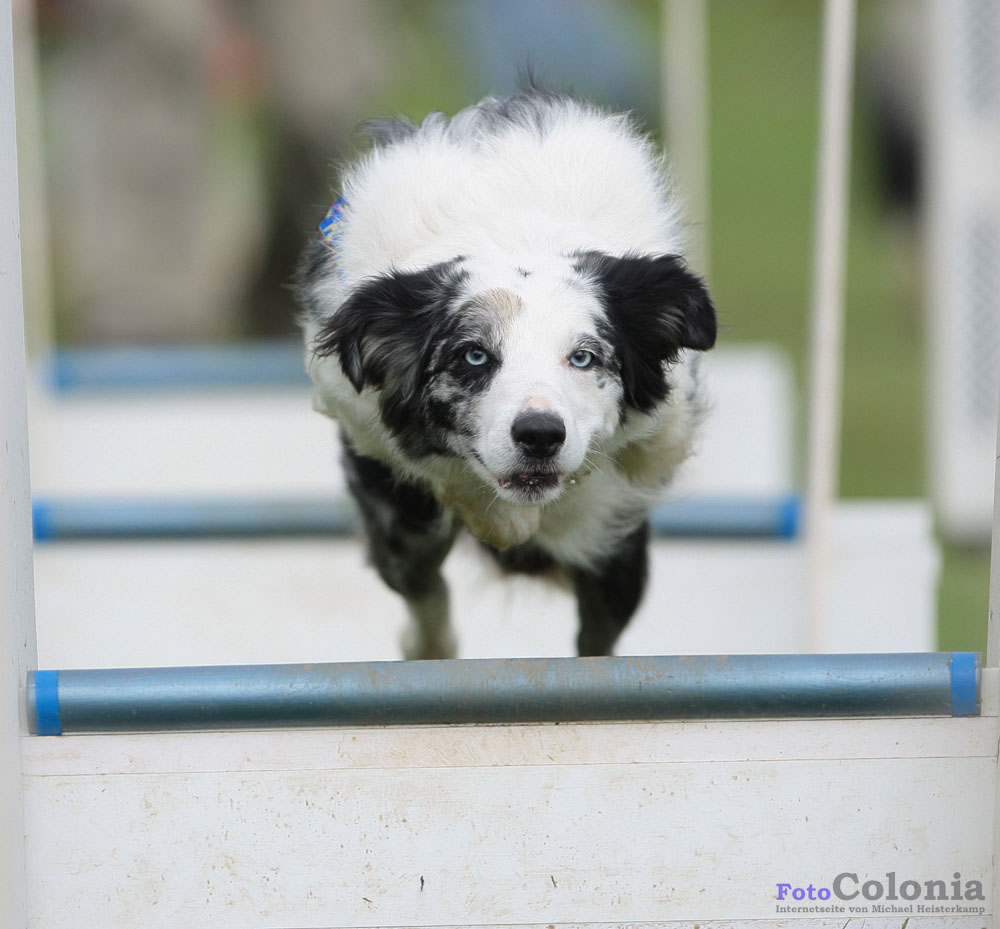 Flyball