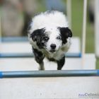 Flyball