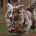 Flyball-2