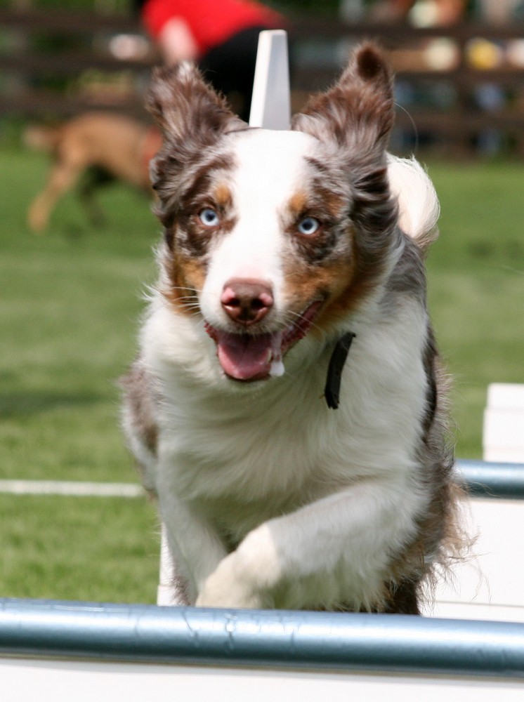 Flyball 2009 in Borken VEA